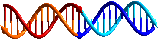la doppia elica del DNA